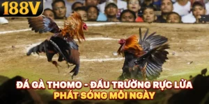Đá Gà Thomo - Đấu Trường Rực Lửa Phát Sóng Mỗi Ngày